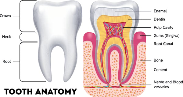 tooth enamel